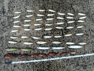 昨日の釣果