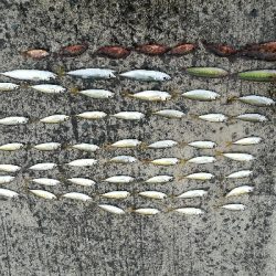 雨の日の数釣り