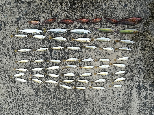 雨の日の数釣り