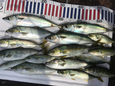 大鯖からのモジャコゲーム