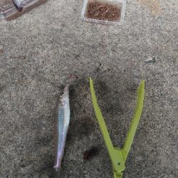 ココはパラダイスか