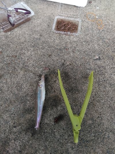 ココはパラダイスか