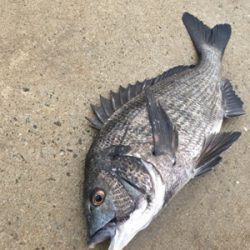 イワシのボイル