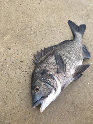 イワシのボイル