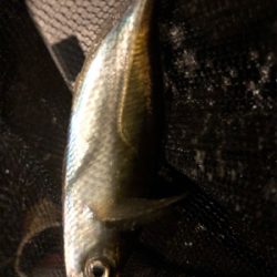 アジング好調キープ!