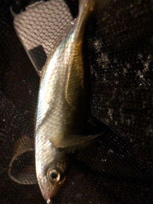 アジング好調キープ!