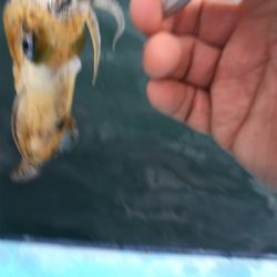 ボートエギング