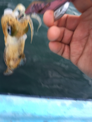 ボートエギング