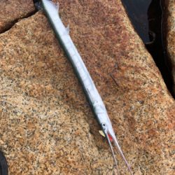 シーバスはどこへ？