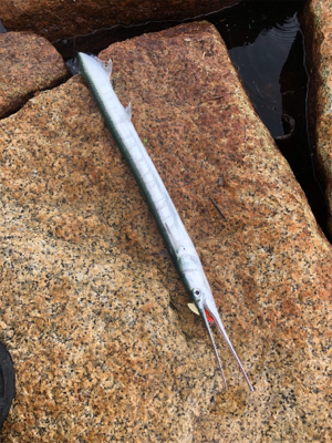 シーバスはどこへ？