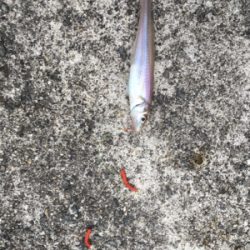 初めて釣れました