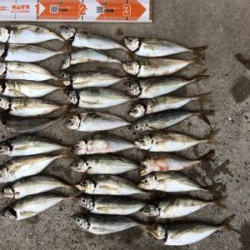 ジメジメ吹っ飛ばすライトゲーム!