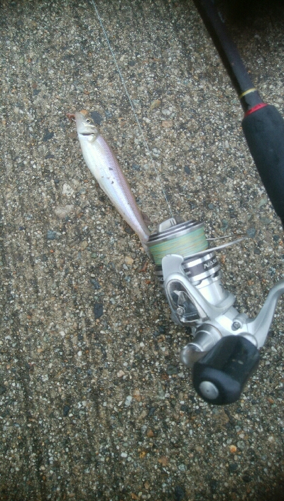 キスとかさごが釣れました