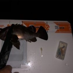 シーサイドコスモでメバリング・アジング