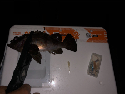 シーサイドコスモでメバリング・アジング