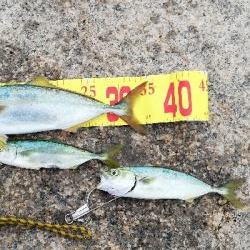 シャローエリアで小型青物を追う。