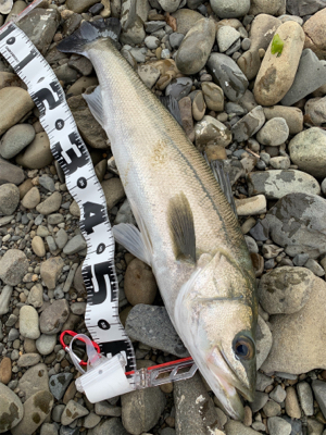 濁増水で水面爆発！