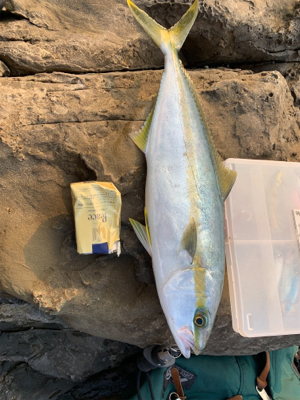 ショアジギで小ヒラマサ