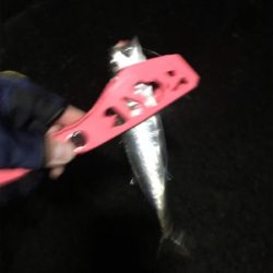 水面に湧いてる！