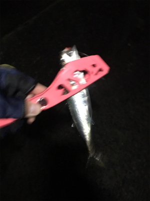 水面に湧いてる！