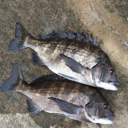 本日活性高い！