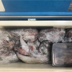 シロイカ  イカメタル  ブルーシャーク