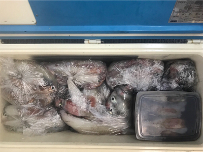 シロイカ  イカメタル  ブルーシャーク