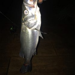 ナイトだけ？少しマシなサイズ