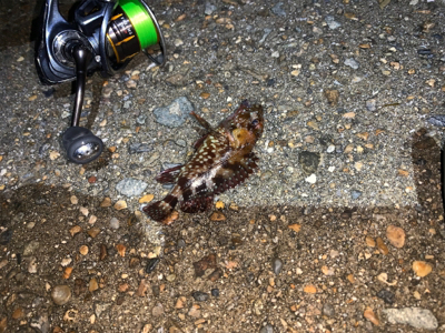 ガッシー＆メバル