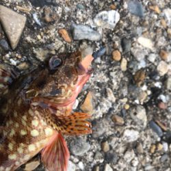 がっちゃん、メバル、ツバス