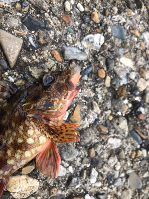 がっちゃん、メバル、ツバス