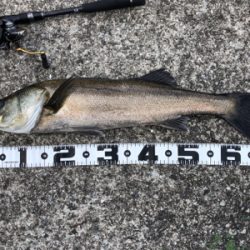 アワビチューンでまさかのナナマル シーバス