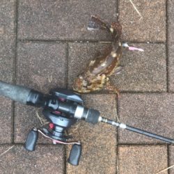 ベイトでロック