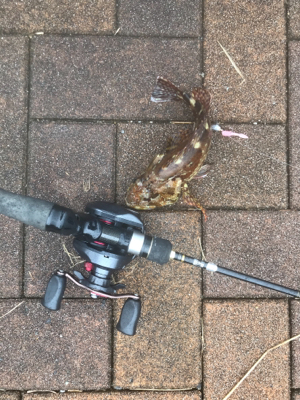 ベイトでロック