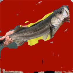 シーバスちゃん