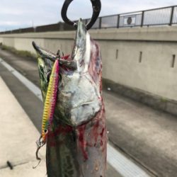 サワラ？サゴシ？