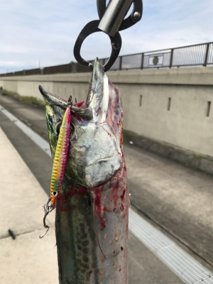 サワラ？サゴシ？