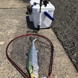 サワラに近いサイズのサゴシ!