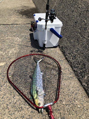 サワラに近いサイズのサゴシ！