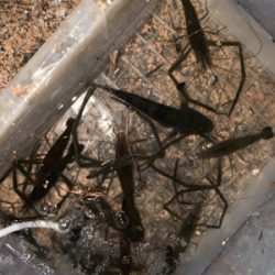 ナイトテナガエビ釣り