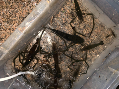 ナイトテナガエビ釣り