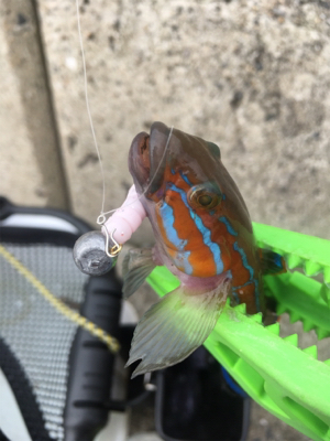 アジング成立（苦笑）