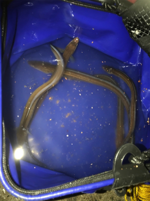 夜釣り アナゴ狙い