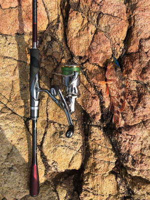 エギング→ジギング