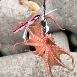 タコシーズン開幕か?