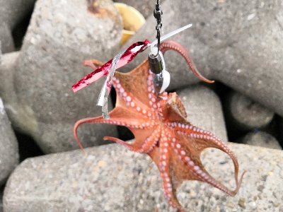 タコシーズン開幕か?