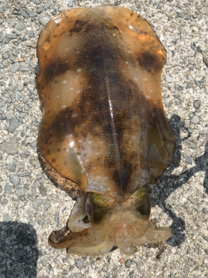 久しぶりの烏賊❗࿠…