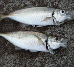 徐々にサイズダウン