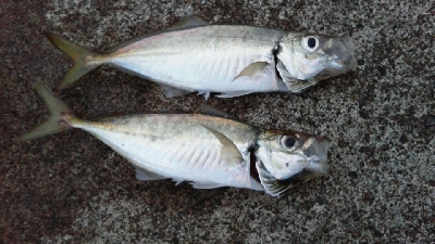 徐々にサイズダウン