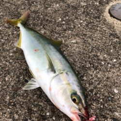 ショアジギング